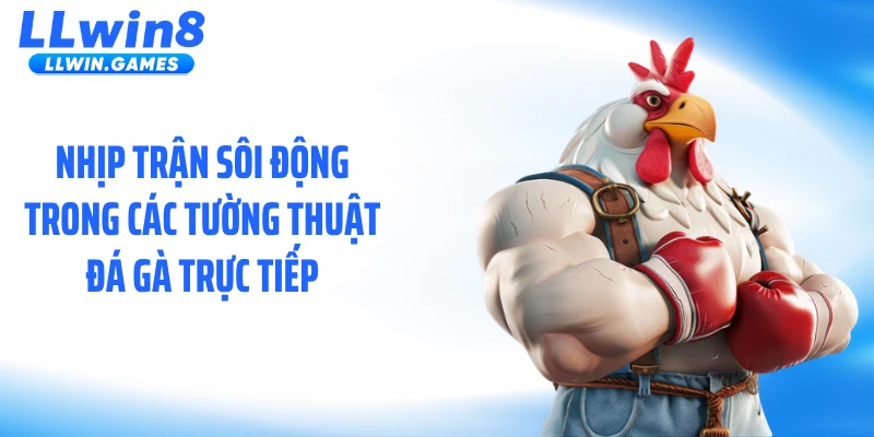 Tường Thuật Đá Gà Trực Tiếp: Diễn Biến Nghẹt Thở Từng Giây Nhịp trận sôi động trong các tường thuật đá gà trực tiếp